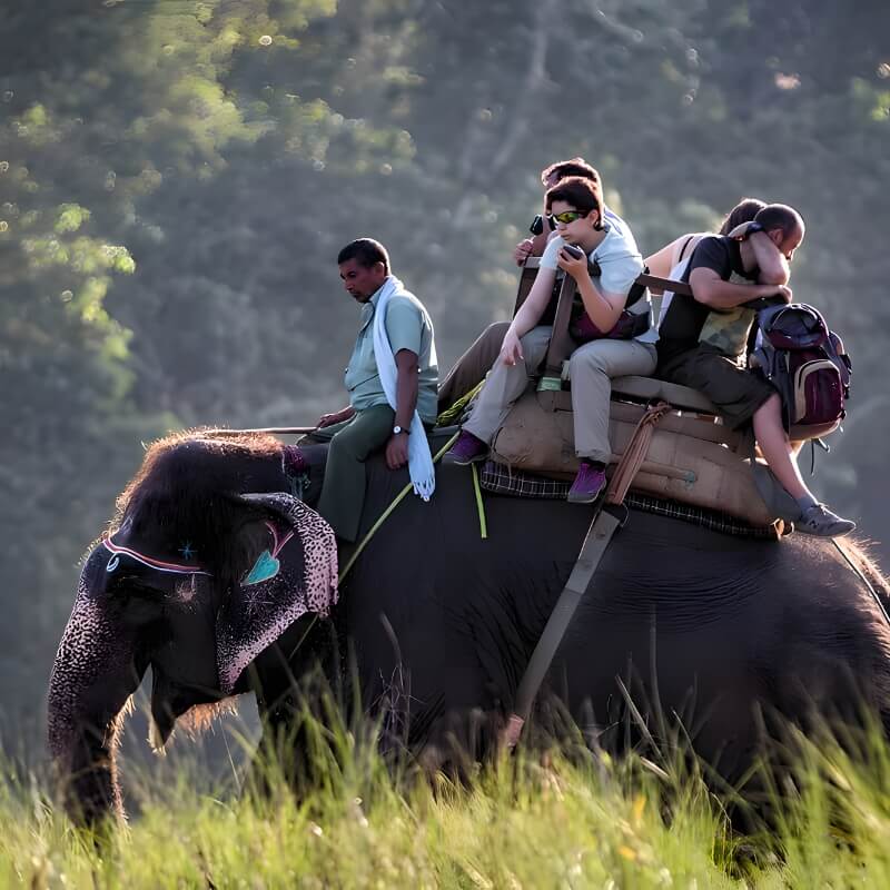 kaziranga and sundarbans tour package