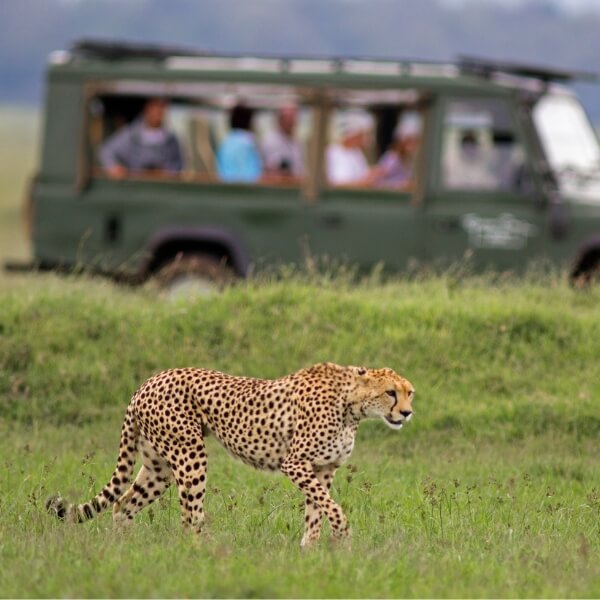 safari tours