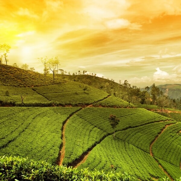 darjeeling tea garden