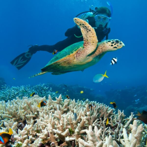 diving great barrier reef australia