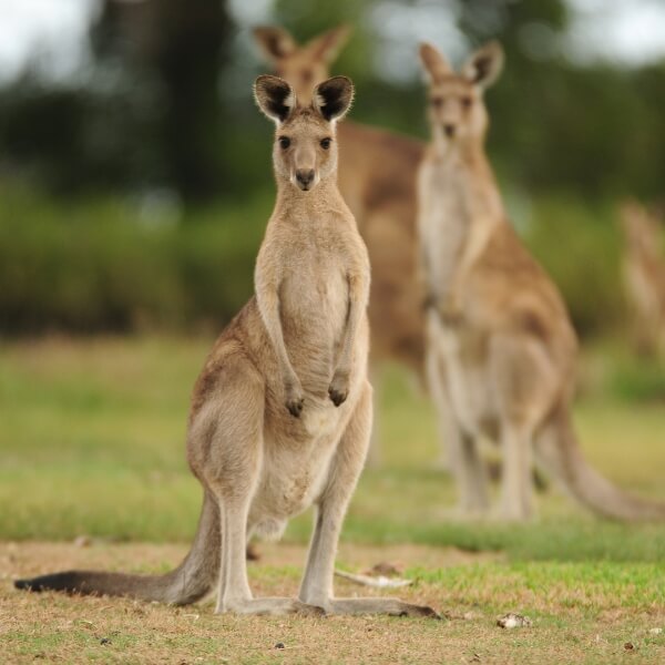 kangaroo spotting australia