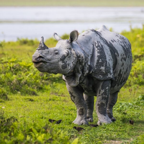 kaziranga national park safari