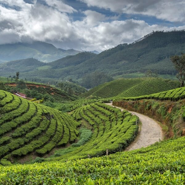 munnar tea estate walks