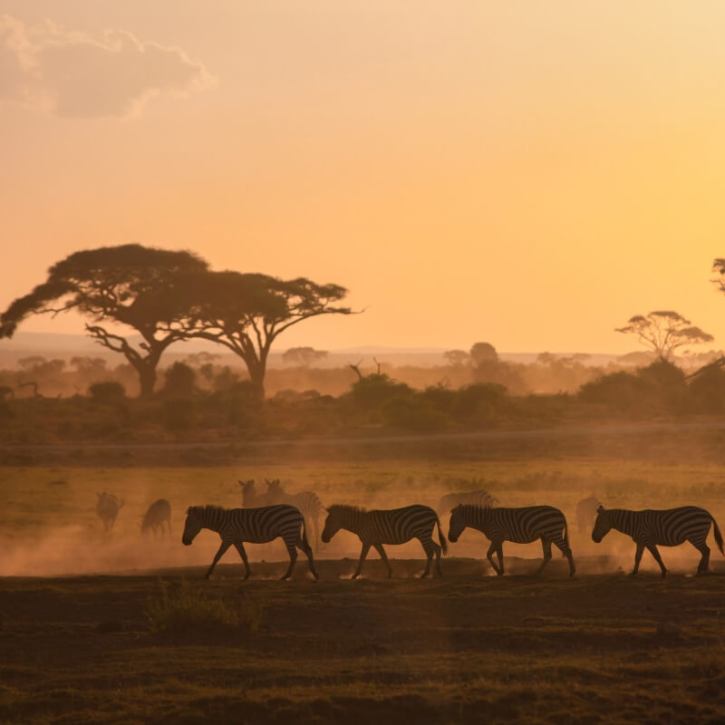 kenya wildlife tour packages