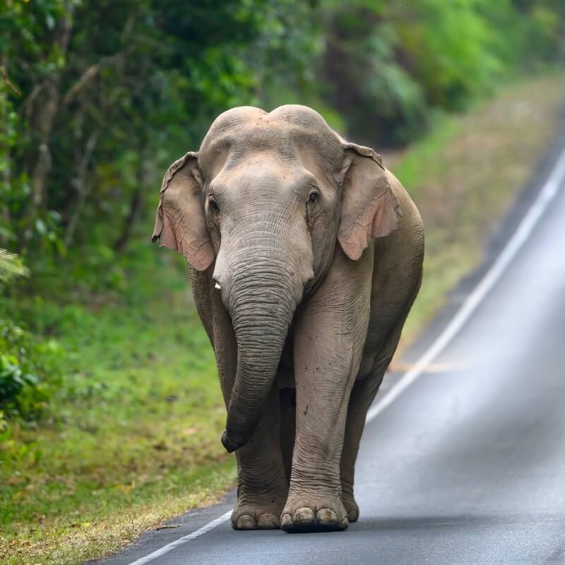 kerala wildlife tour packages